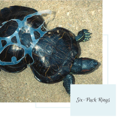 Straws Hd Transparent, Straw Turtle In The Ocean, Turtle, Ocean, Straw PNG  Image For Free Download