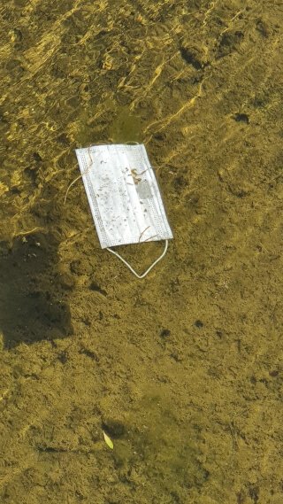 Single-use face masks end up in rivers and in forests. I found this one while taking the dog for a walk in the woods. Photos: ©Seas & Straws