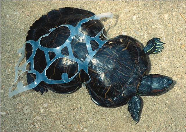 Inspiration to give up plastic straws for good: Turtle Noses